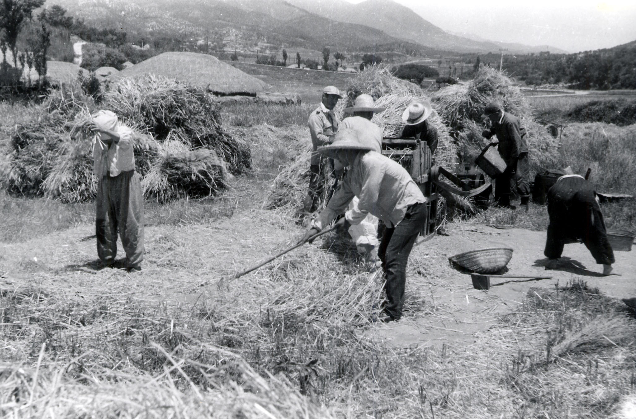 밀양의어제오늘- 보리수확 농부들(1974).jpg