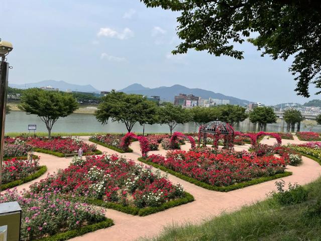 동네작가[손무영]장미의 계절 5월, 27가지 장미를 보러 밀양으로 오세요 관련사진