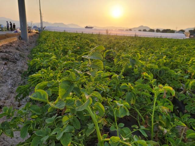 동네작가[강윤영]감자철, 수확의 계절입니다. 관련사진