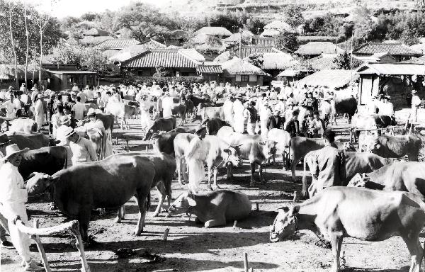 1967년 하남읍 수산리 우시장 풍경