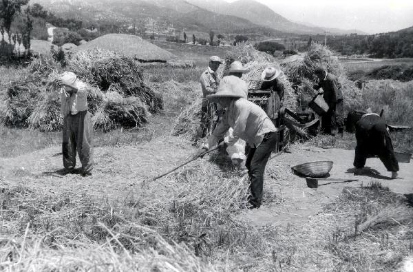 1974년 보리수확 풍경