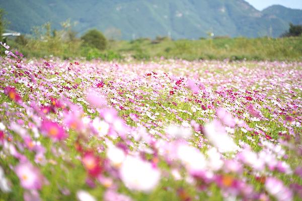 밀양 꽃길' 삼랑진 미전천 생태공원 코스모스 꽃길 같이 걸어요!